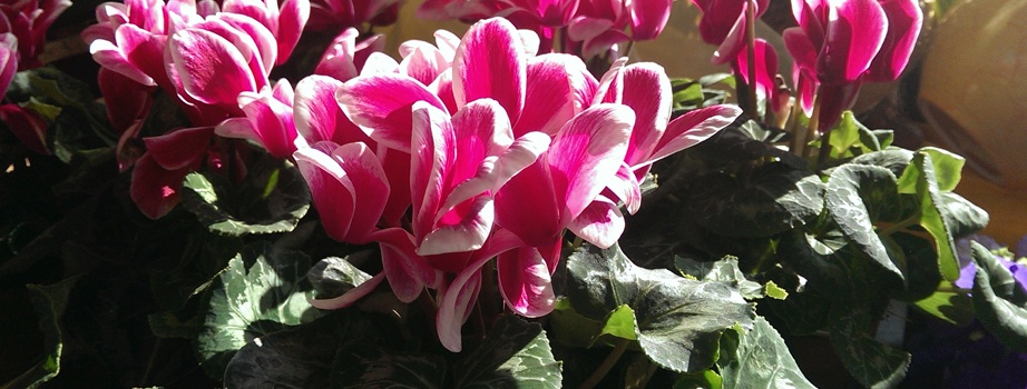 Blumen Rieger: personalisierte Blumenkränze für jeden Geschmack München